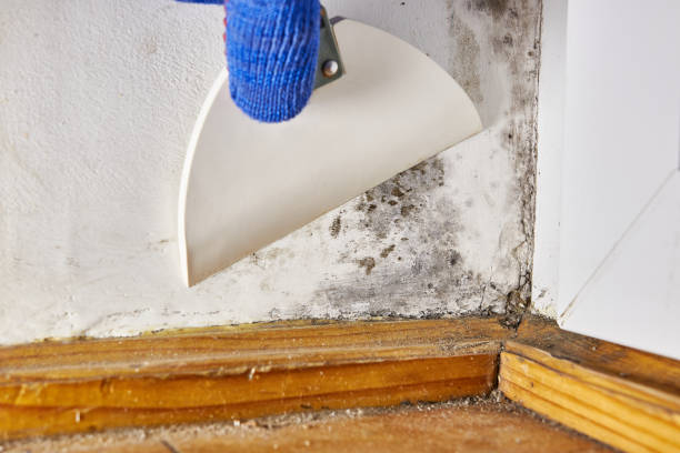 Best HVAC Mold Inspection and Cleaning  in St Peter, WI