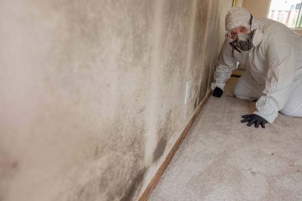 Best Attic Mold Removal  in St Peter, WI